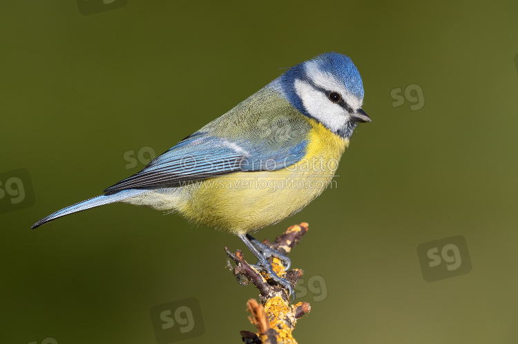 Eurasian Blue Tit, adult perched on a branch